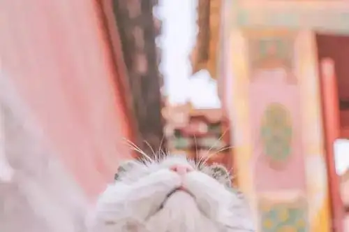 富貴命的手指長短圖_富貴命世界六指上有什麼生肖_世界上有六指富貴命