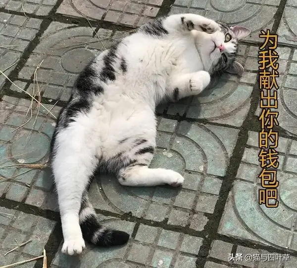 貓賴氨酸吃多了有副作用嘛_貓賴氨酸過量會怎麼樣_貓賴氨酸吃多少
