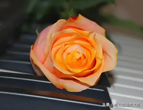我本愛孤獨直到有了你_直到孤獨盡頭_我本愛孤獨直到遇見你