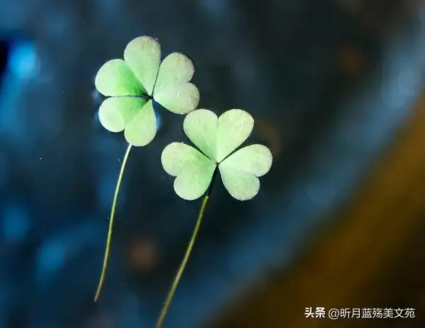 我本愛孤獨直到遇見你_我本愛孤獨直到有了你_直到孤獨盡頭