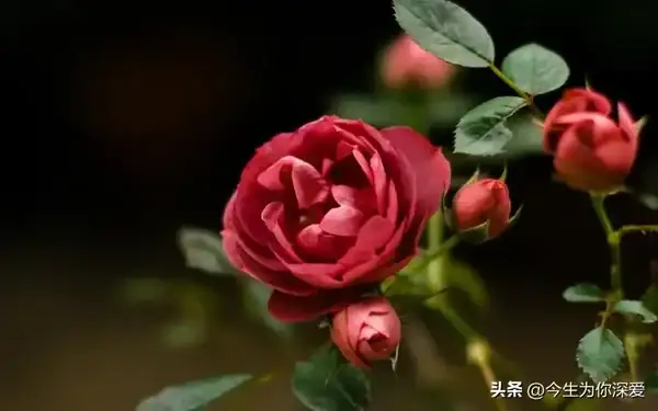 孤獨本就是_我本愛孤獨直到有了你_直到孤獨盡頭