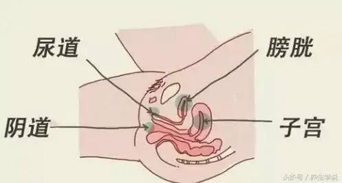 為何女性比男性更容易泌尿道感染？這和生殖器結構有關