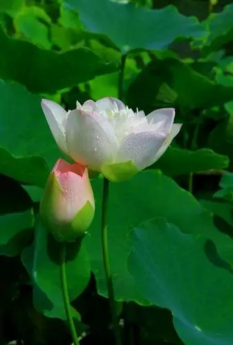 最美姿態的意思_保持一種淡然,是人生最美的姿態_最好的姿態和最美的姿態